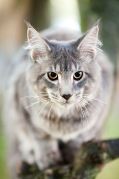 beautiful striped maine coon cat in nature