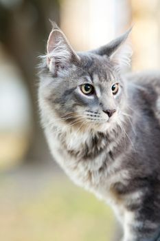 beautiful striped maine coon cat in nature