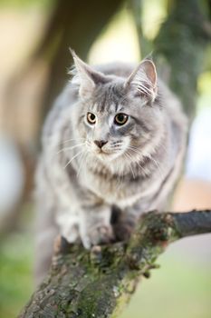 beautiful striped maine coon cat in nature