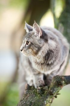 beautiful striped maine coon cat in nature