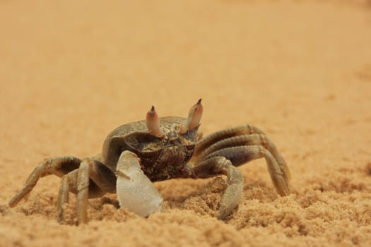 Horn-eyed ghost crab (Ocypode ceratophthalmus) on a beach