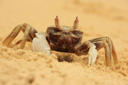 Horn-eyed ghost crab (Ocypode ceratophthalmus) on a beach