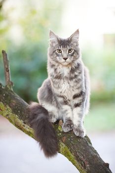 beautiful striped maine coon cat in nature