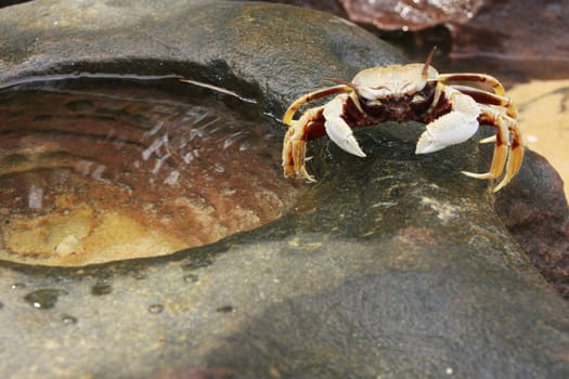 Horn-eyed ghost crab (Ocypode ceratophthalmus) on a rock