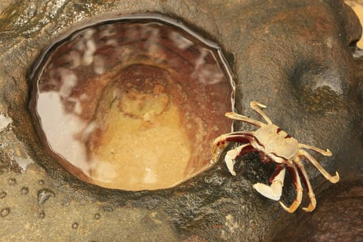 Horn-eyed ghost crab (Ocypode ceratophthalmus) on a rock