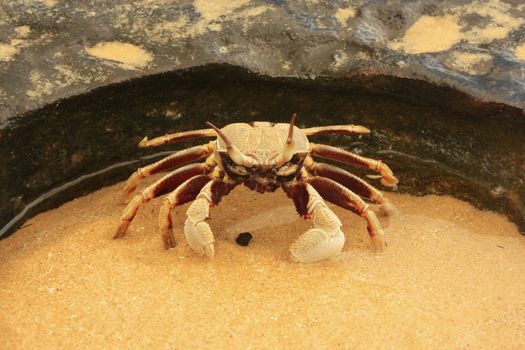 Horn-eyed ghost crab (Ocypode ceratophthalmus) on a rock