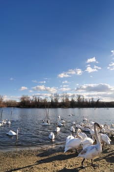 Sunny day on the lake with group of swans