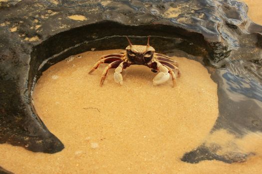 Horn-eyed ghost crab (Ocypode ceratophthalmus) on a rock