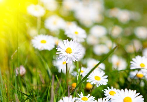 Daisies in a meadow with sunlight, close-up