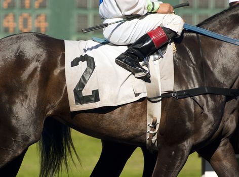 A Jockey Leads the Number Two Horse to Start Gate at Horserace