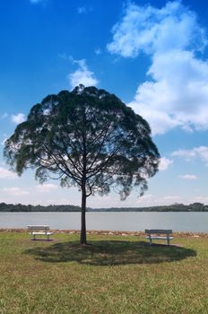Tree in the park with 2 white chairs