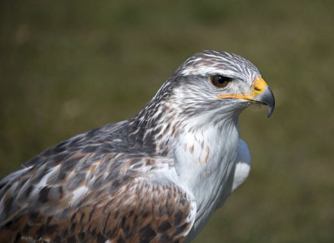 closeup from king buzzard with green background