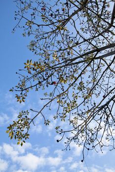 Cotton tree branches