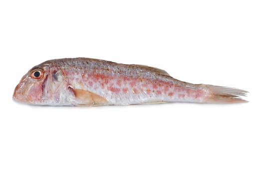 Fresh and raw red mullets over a white background.