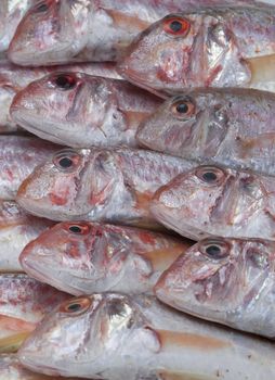 A group of fresh red mullets showing its texture and color.