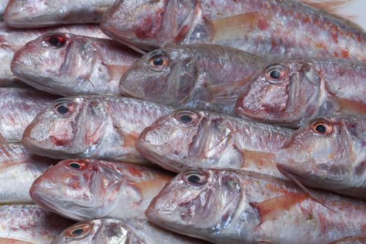 A group of fresh red mullets showing its texture and color.