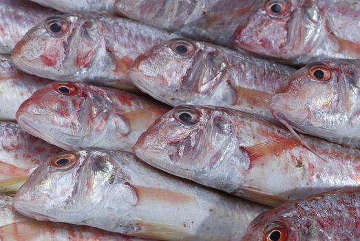 A group of fresh red mullets showing its texture and color.