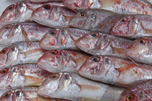 A group of fresh red mullets showing its texture and color.