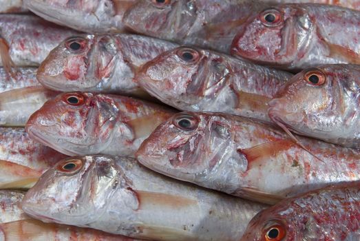 A group of fresh red mullets showing its texture and color.