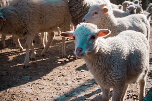 Heard of sheeps on old village of Regoufe on the rural Portugal.