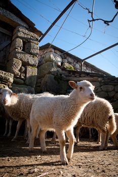 Heard of sheeps on old village of Regoufe on the rural Portugal.