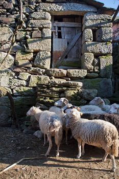 Heard of sheeps on old village of Regoufe on the rural Portugal.