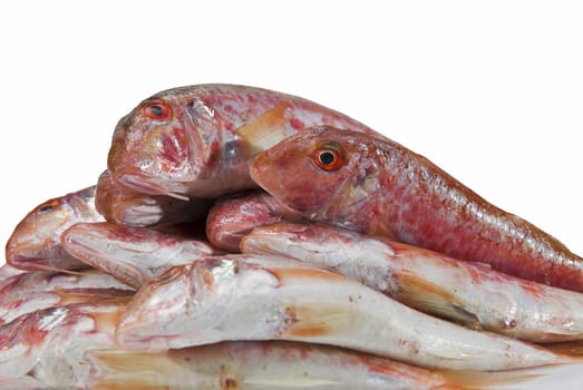 Fresh and raw red mullets over a white background.