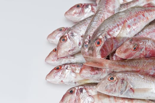 Fresh and raw red mullets over a white background.