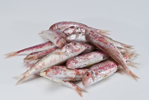 Fresh and raw red mullets over a white background.