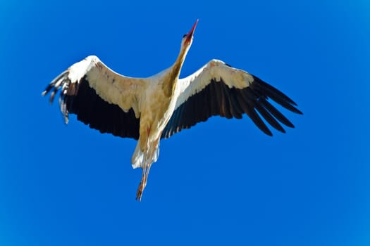 Beautiful white stork