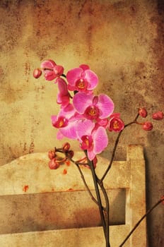 Old fashioned textured orchid on a wooden chair,
