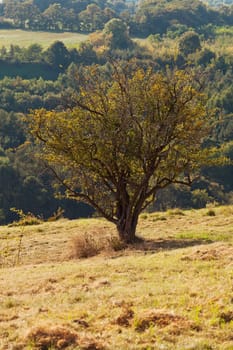 tree standing on a hillside