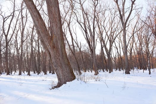 Trees in a snowy park. In the foreground a trunk of an old tree with dried lianas on it