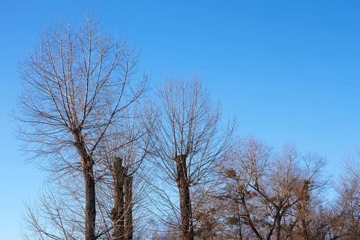 Poplar trees with the tops cut off and the young shoots. Cloudless winter sky on the background