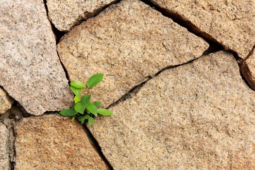 A young plant growing in an unfavorable location at lower left of the frame