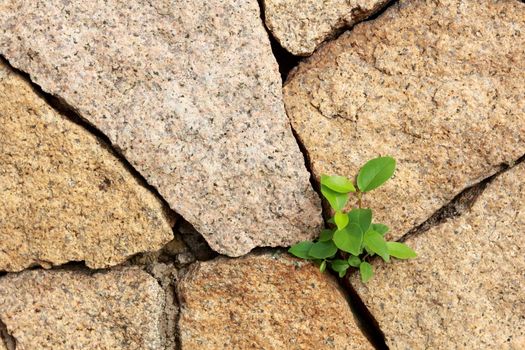 A young plant growing in an unfavorable location at lower right of the frame