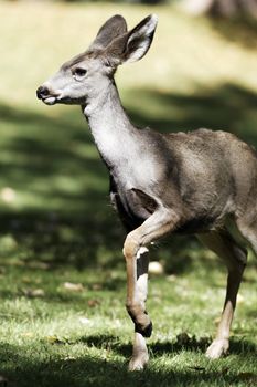 beautiful whitetail deer fawn in sunlight