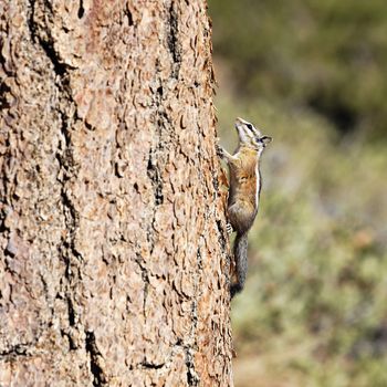 squirrel in Bryce Canyon National Park, Utah 