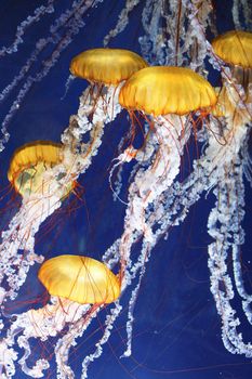 jellyfish with blue ocean water 