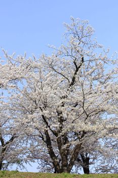 Japanese cherry blossom in kakunodate