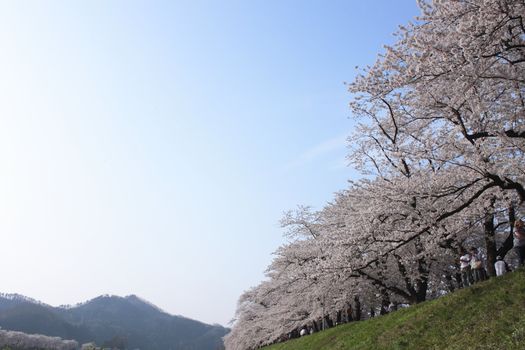 Japanese cherry blossom in kakunodate