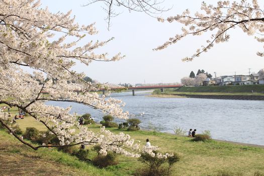 Japanese cherry blossom in kakunodate