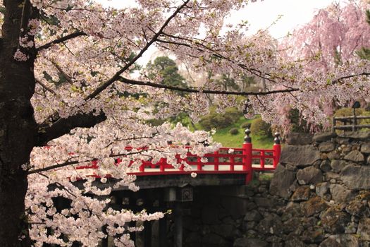 cherry blossoms and Japanese castle