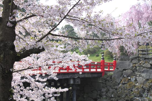 cherry blossoms and Japanese castle