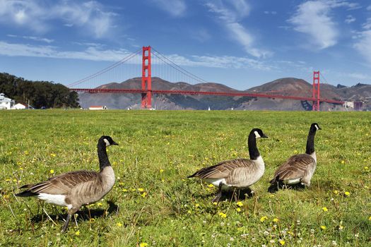 gooses and Golden Gate Bridge, San Francisco 