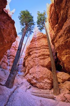 Tall trees on the Navajo Trail in Bryce Canyon, Utah 