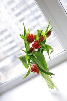 Beautiful red tulips in vase with light from window