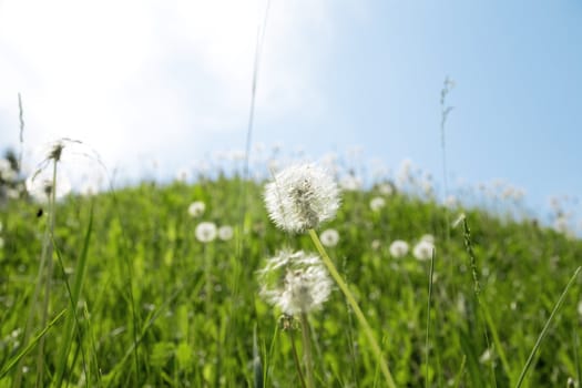 Green grass and dandelions on a background of the blue sky