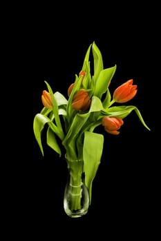 Beautiful red tulips isolated on a black background