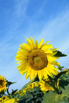 Ripe bright sunflowers growing on a farmer field in the late summer